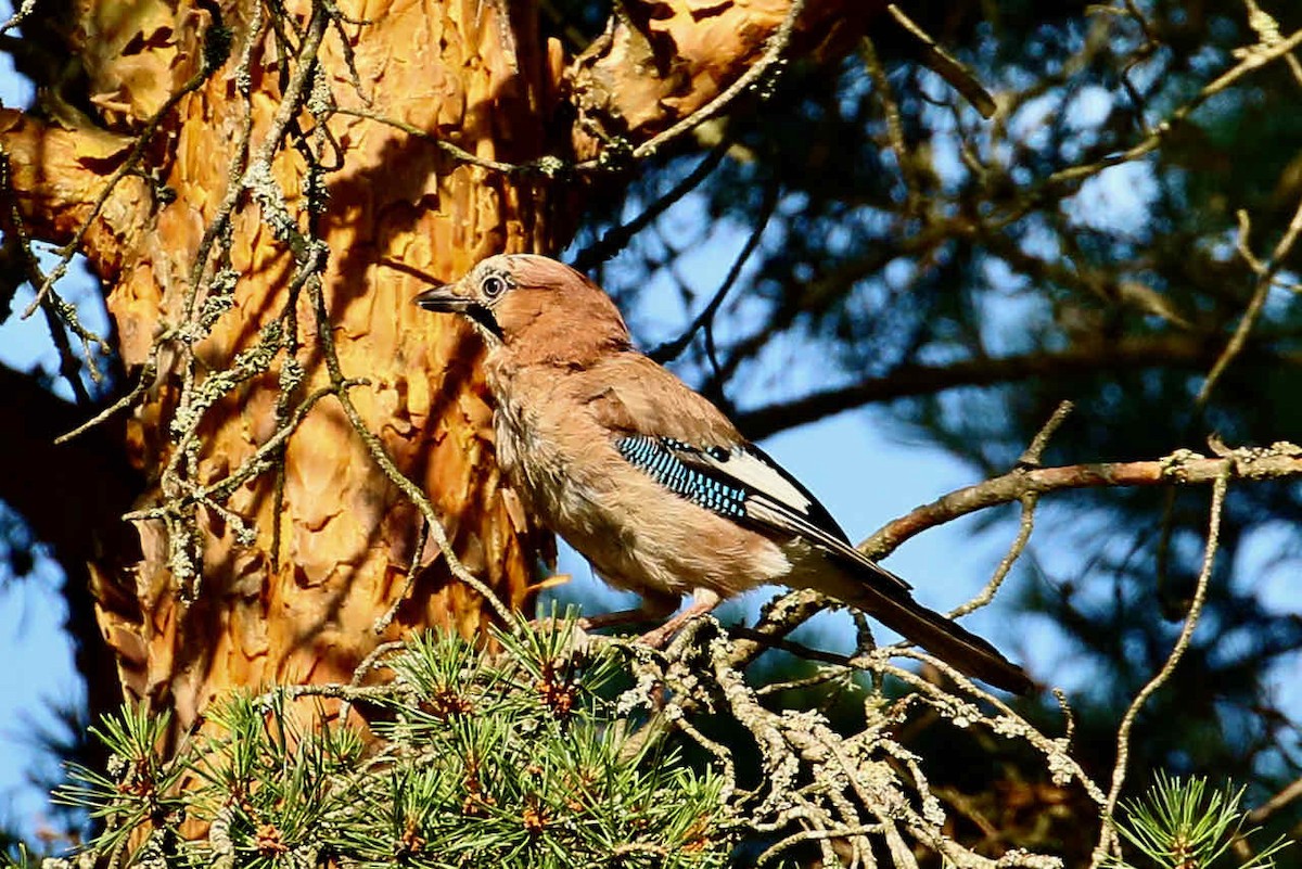 Eurasian Jay - ML361400021