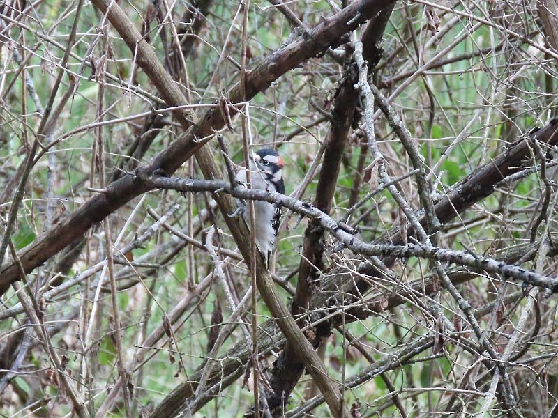 Downy Woodpecker - ML361400781