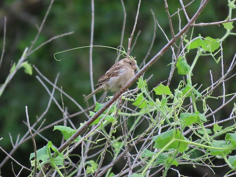 House Sparrow - ML361400881