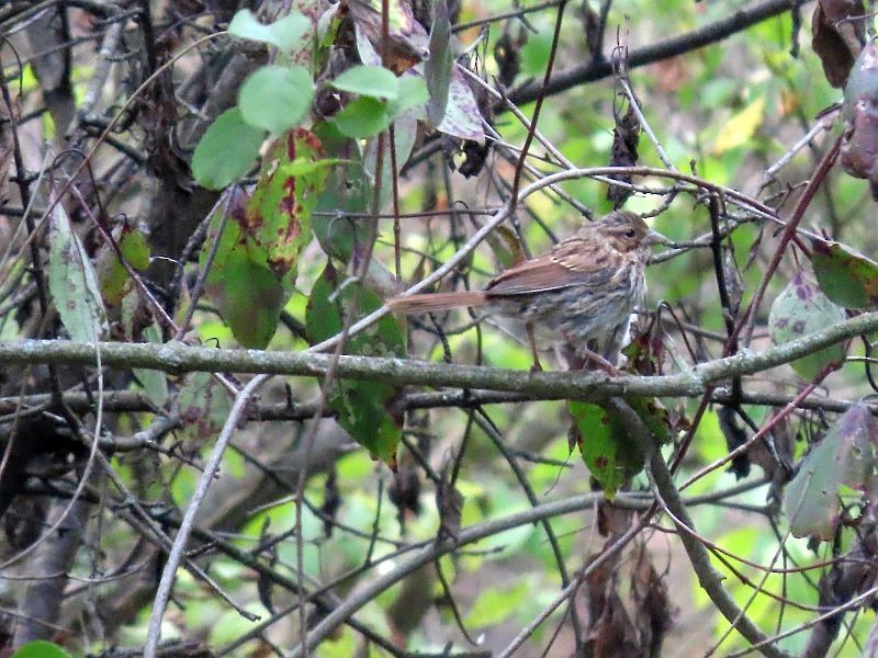 Song Sparrow - ML361400931