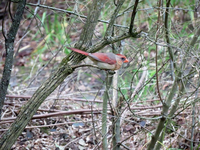 Northern Cardinal - ML361400951