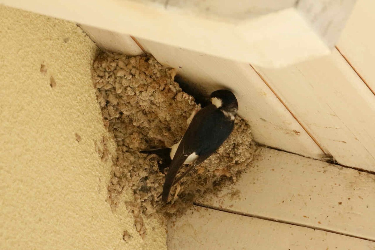 Western House-Martin - ML361401021