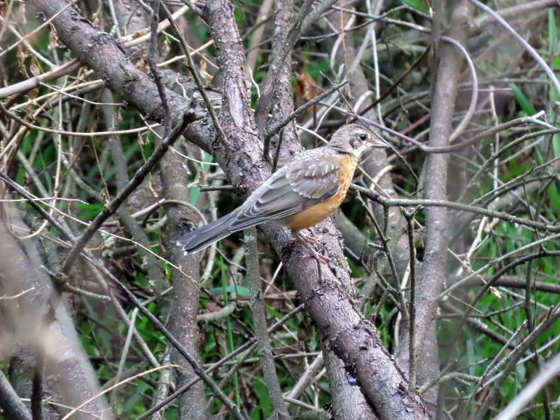 American Robin - ML361401031