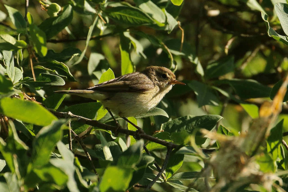 Wood Warbler - ML361401041