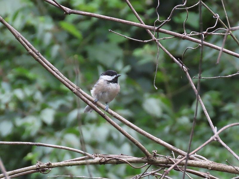 Carolina Chickadee - ML361401241