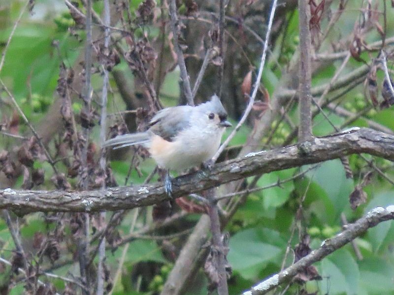 Tufted Titmouse - ML361401271