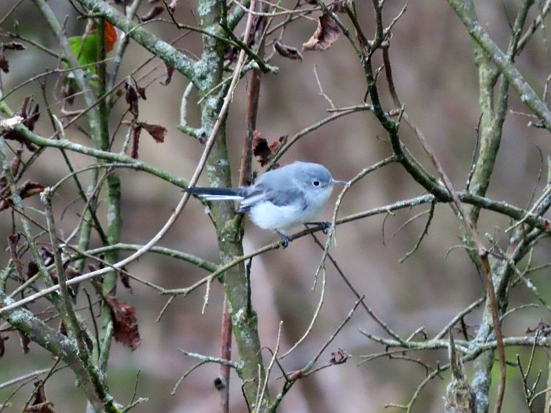 Gobemoucheron gris-bleu - ML361401351