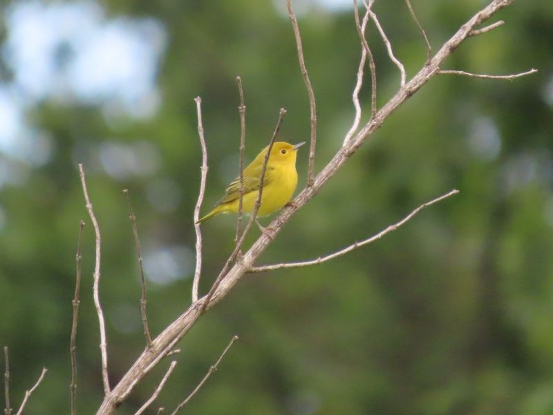 Yellow Warbler - ML361401381