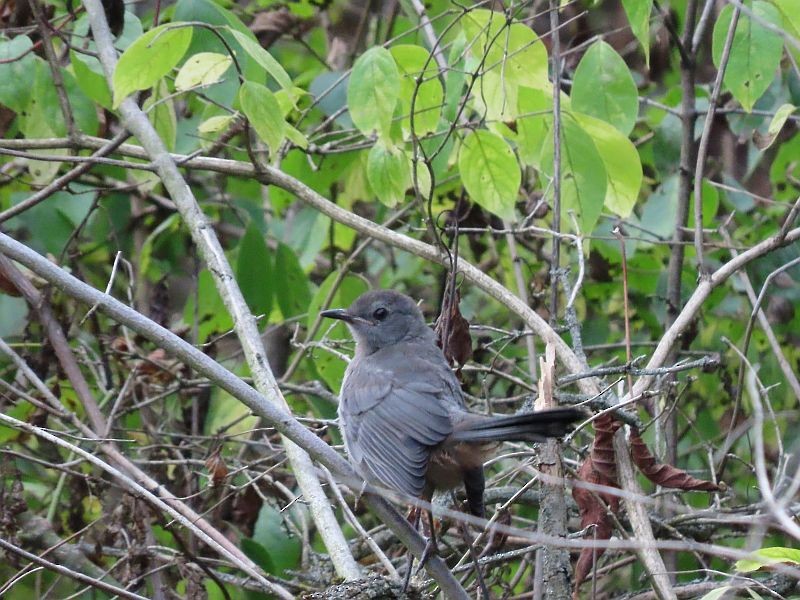 Pájaro Gato Gris - ML361401421