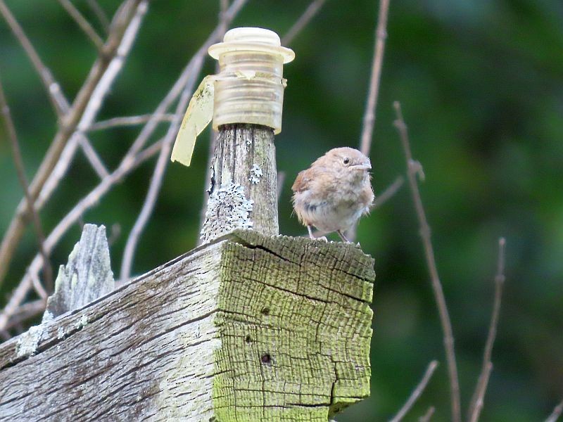 Northern House Wren - ML361401491