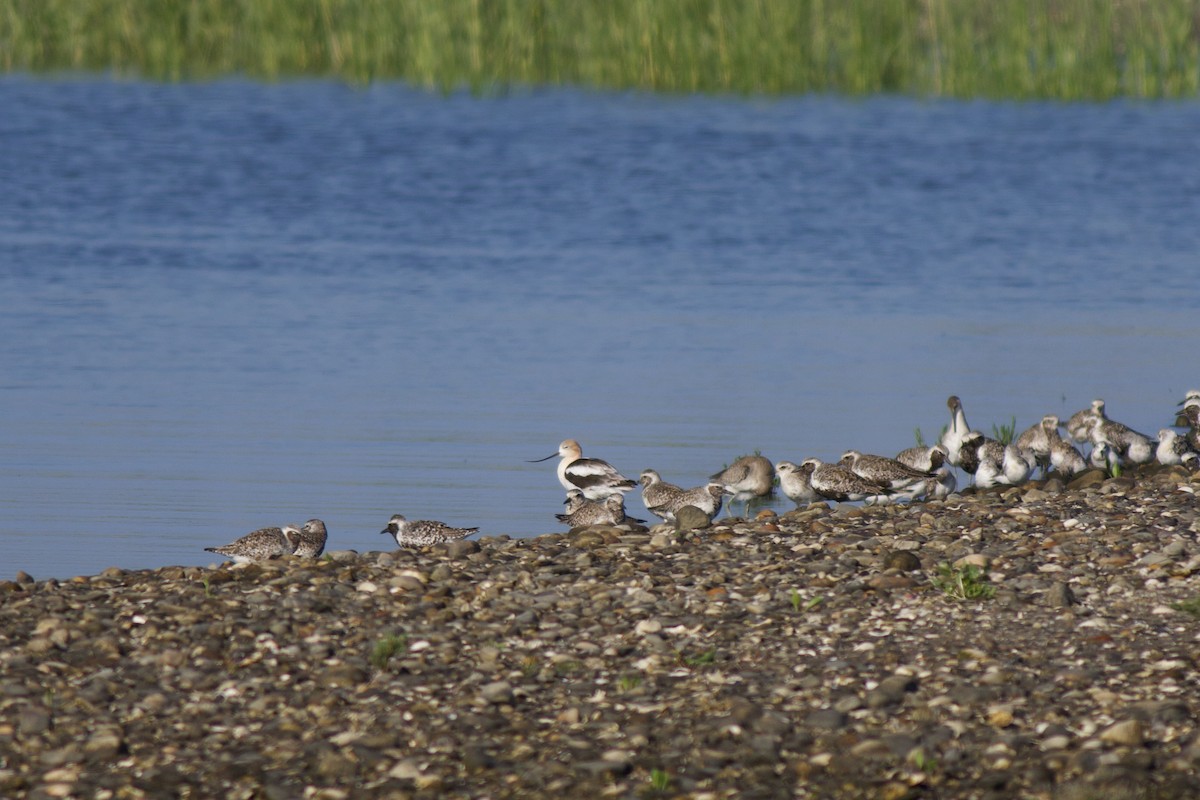 Avoceta Americana - ML361401541