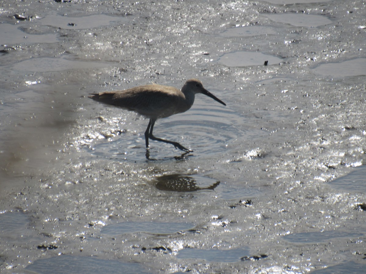 Willet - ML361401881