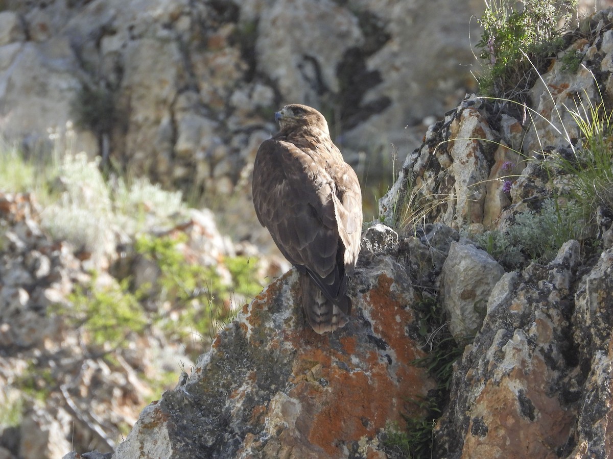 Himalayan Buzzard - ML361402851