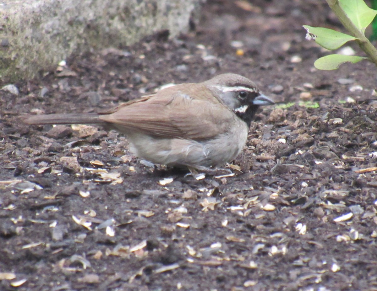 Black-throated Sparrow - ML361403161