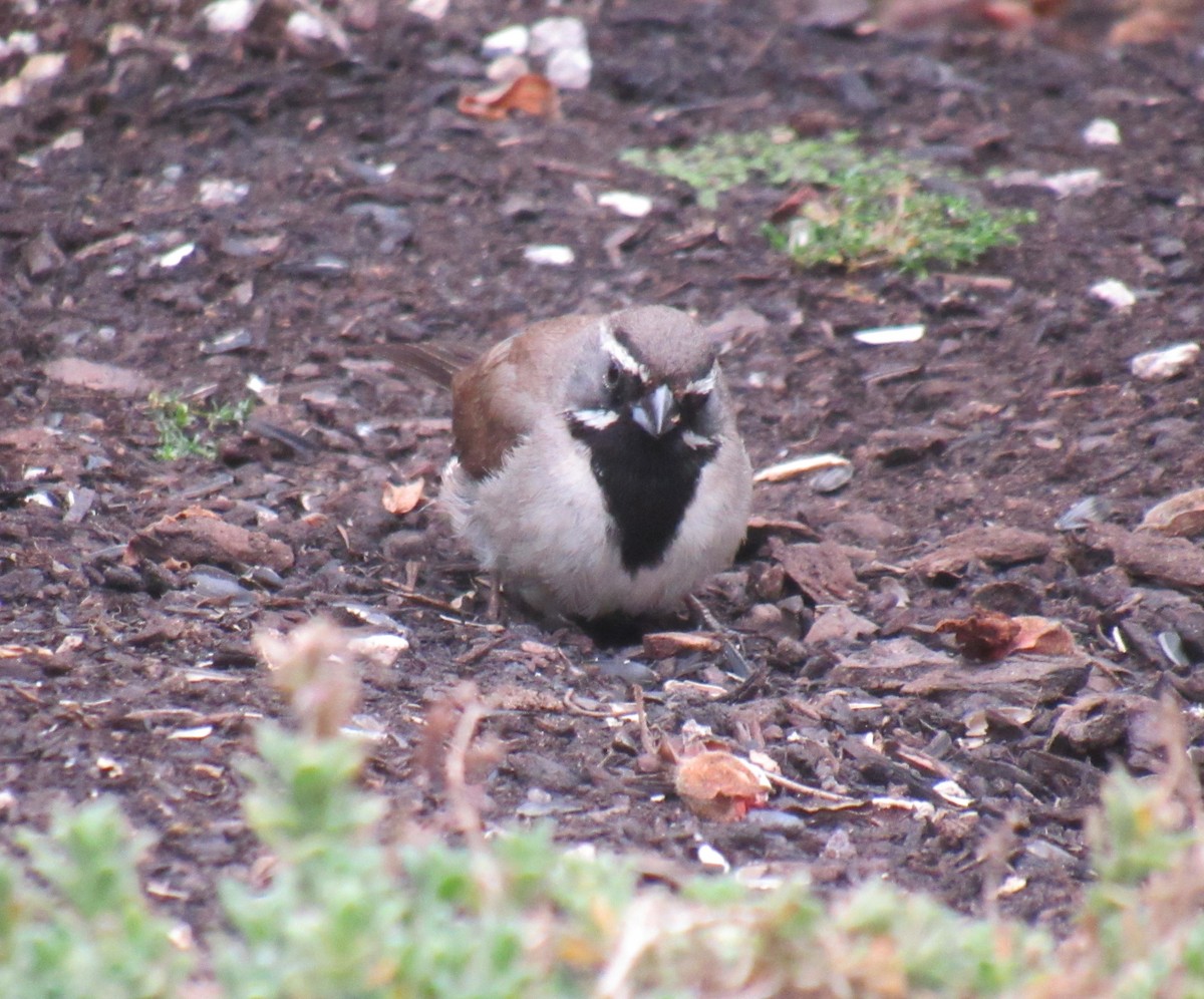 Black-throated Sparrow - ML361403171