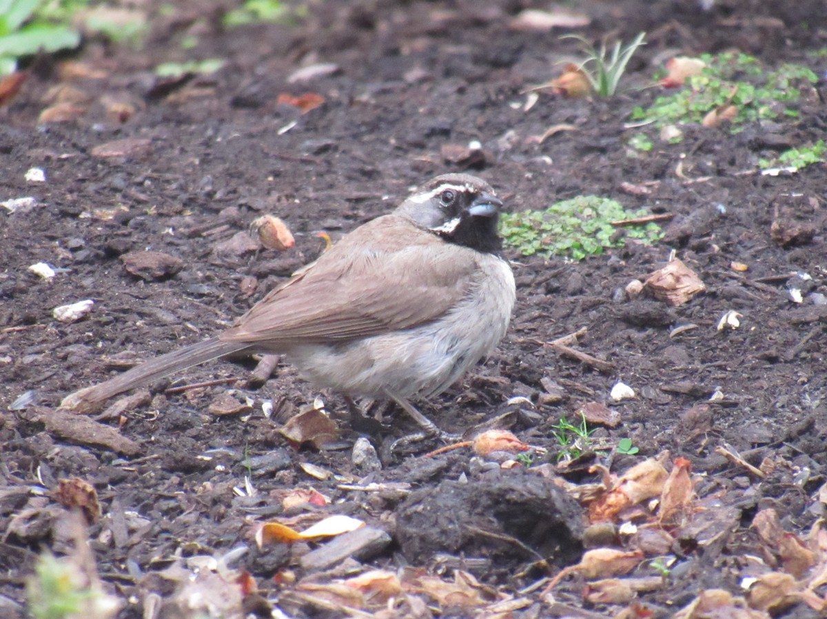 Black-throated Sparrow - ML361403181