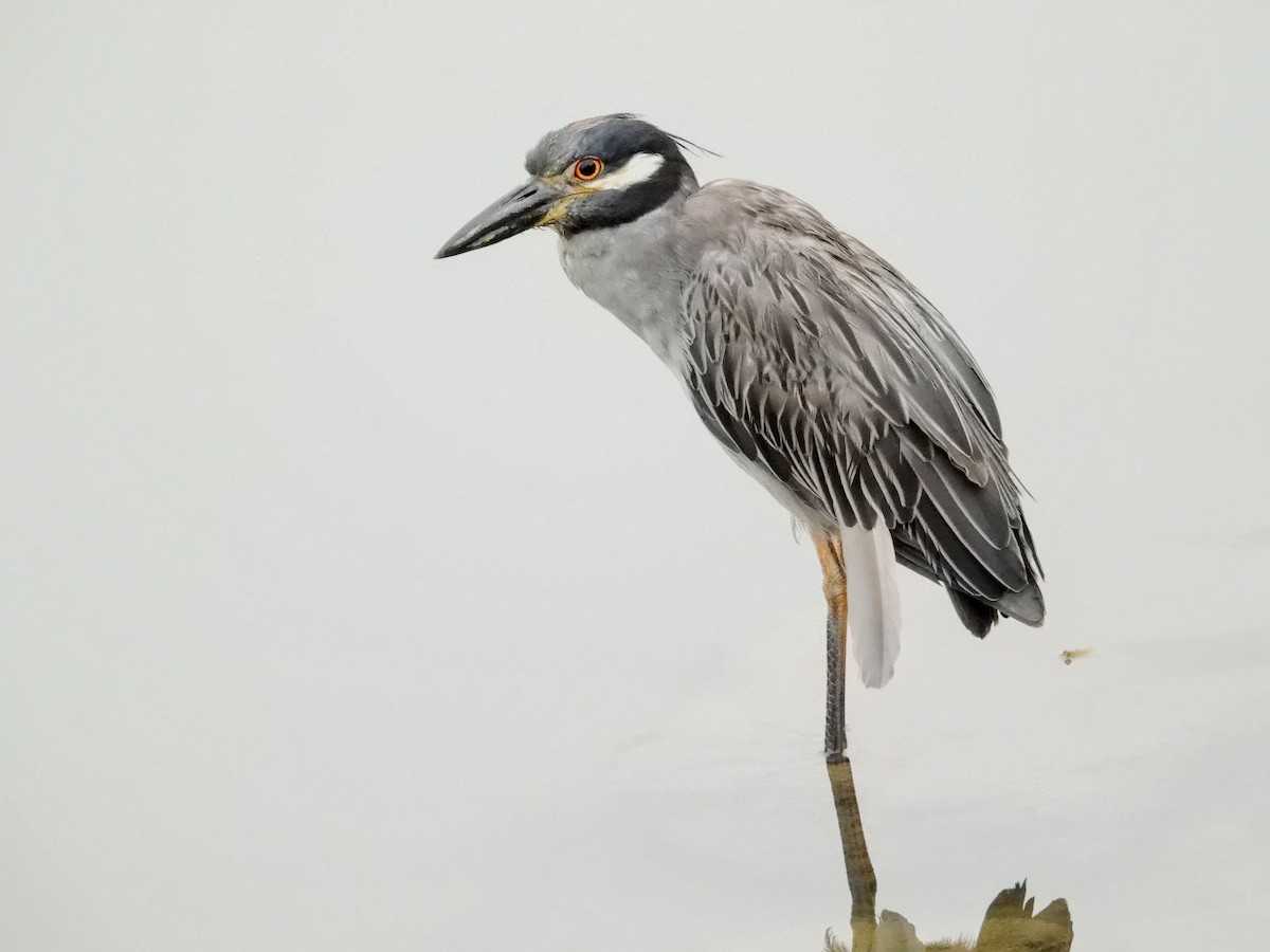 Yellow-crowned Night Heron (Yellow-crowned) - ML361403341