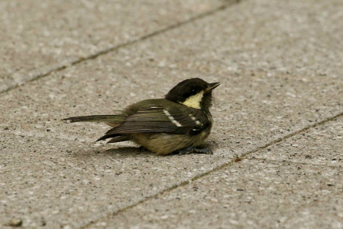 Coal Tit - ML361403661