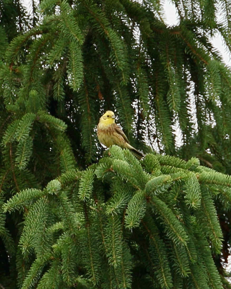 Yellowhammer - ML361403781