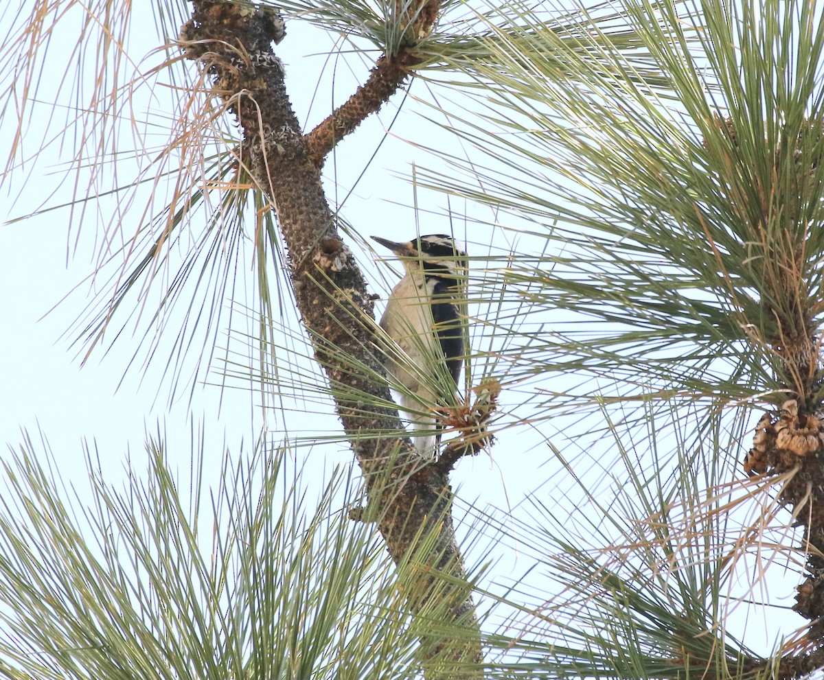 Hairy Woodpecker - ML361404341