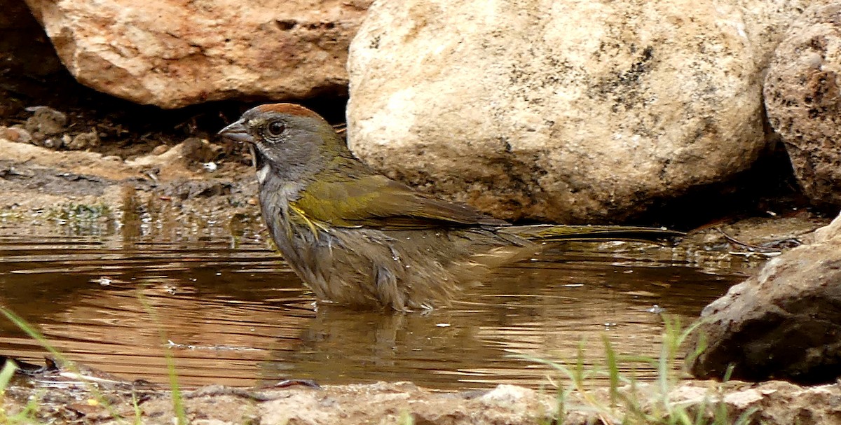 Green-tailed Towhee - ML36140441