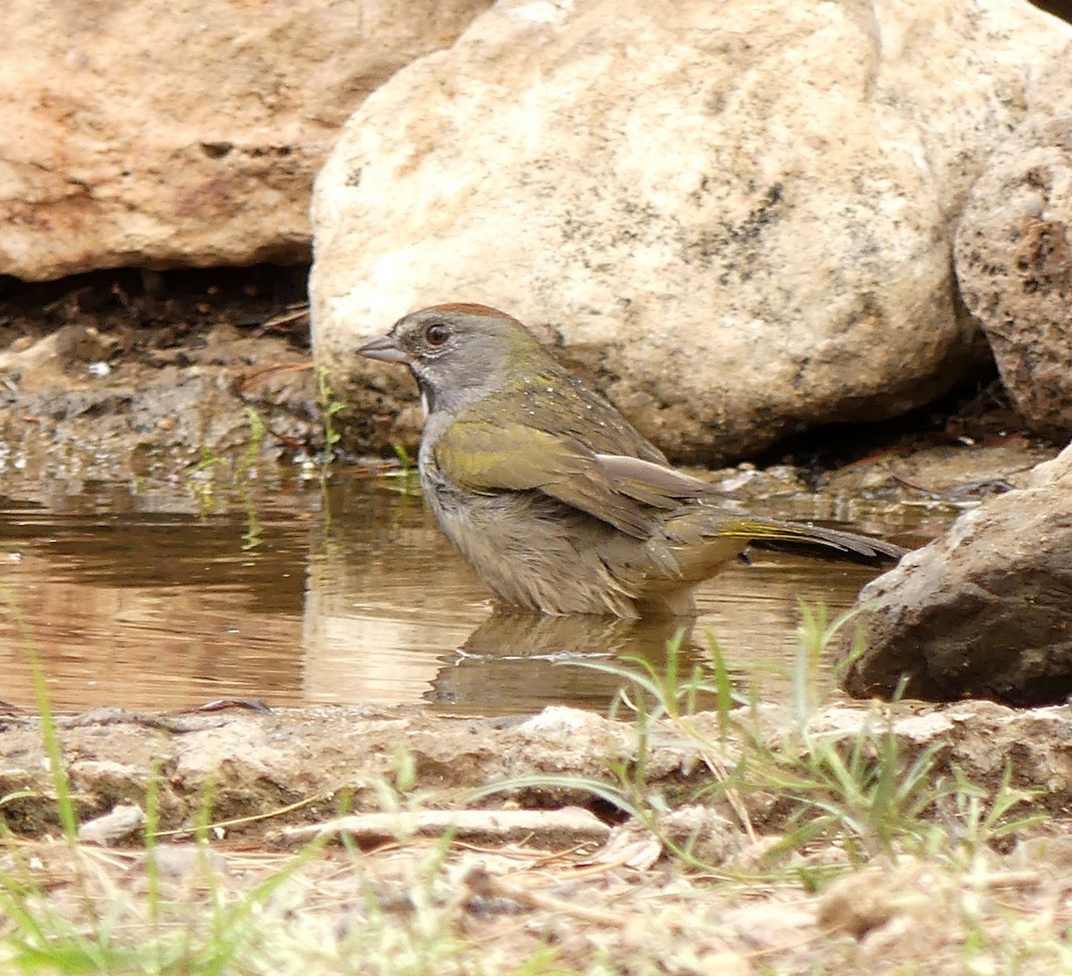 Green-tailed Towhee - ML36140461