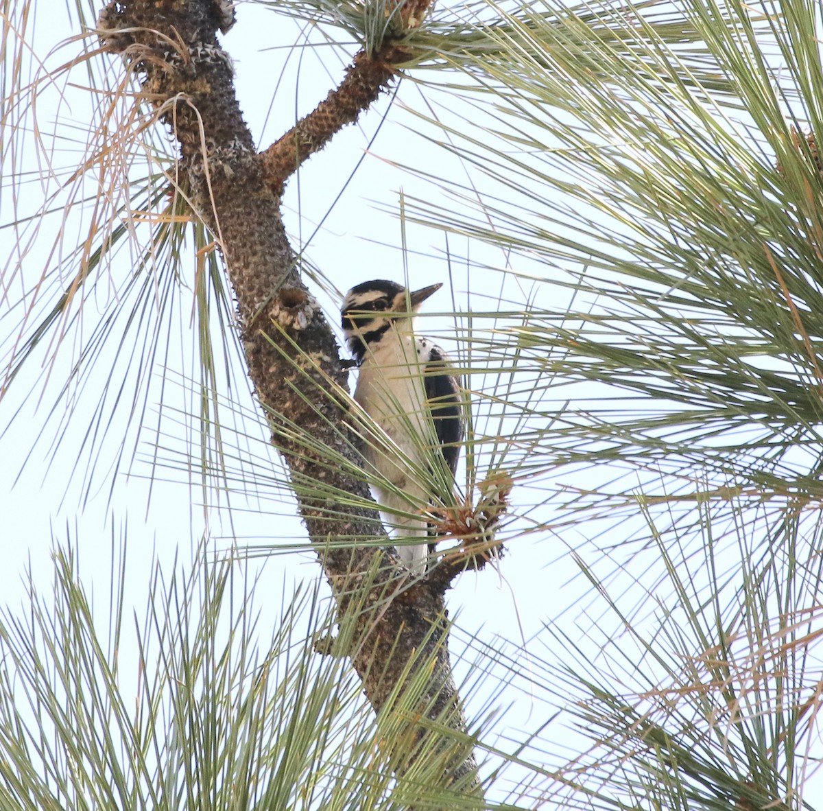 Hairy Woodpecker - ML361404961