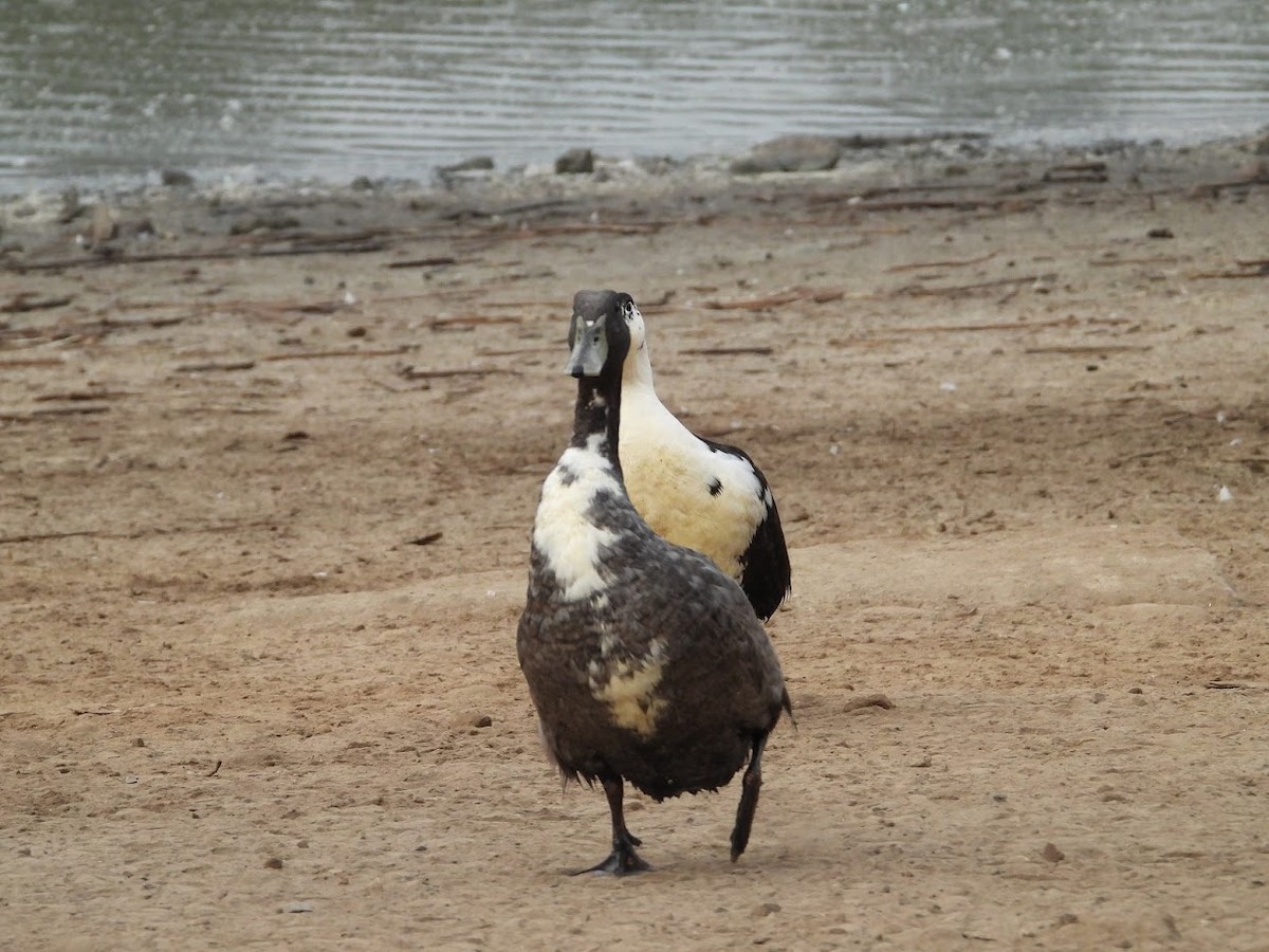 Mallard (Domestic type) - ML361405311