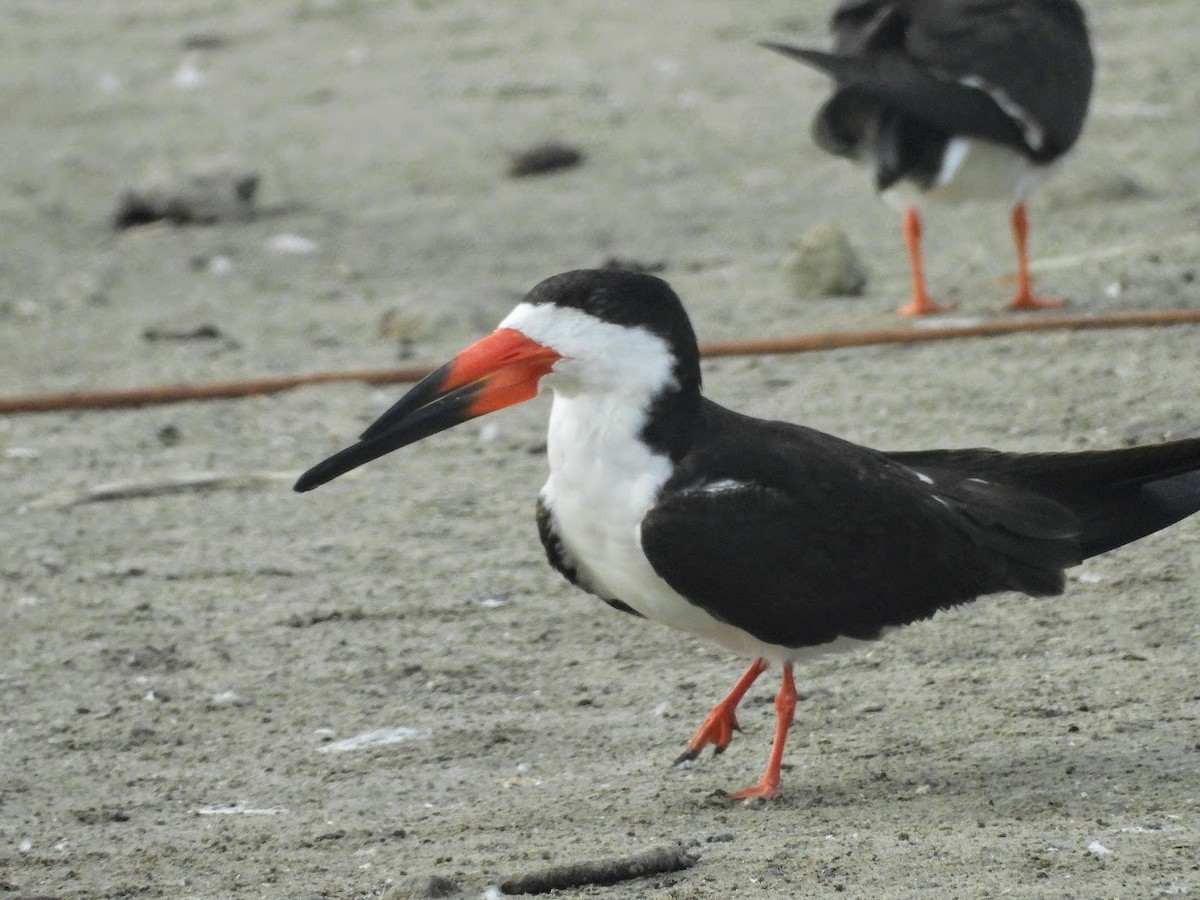 Black Skimmer - Long-eared Owl