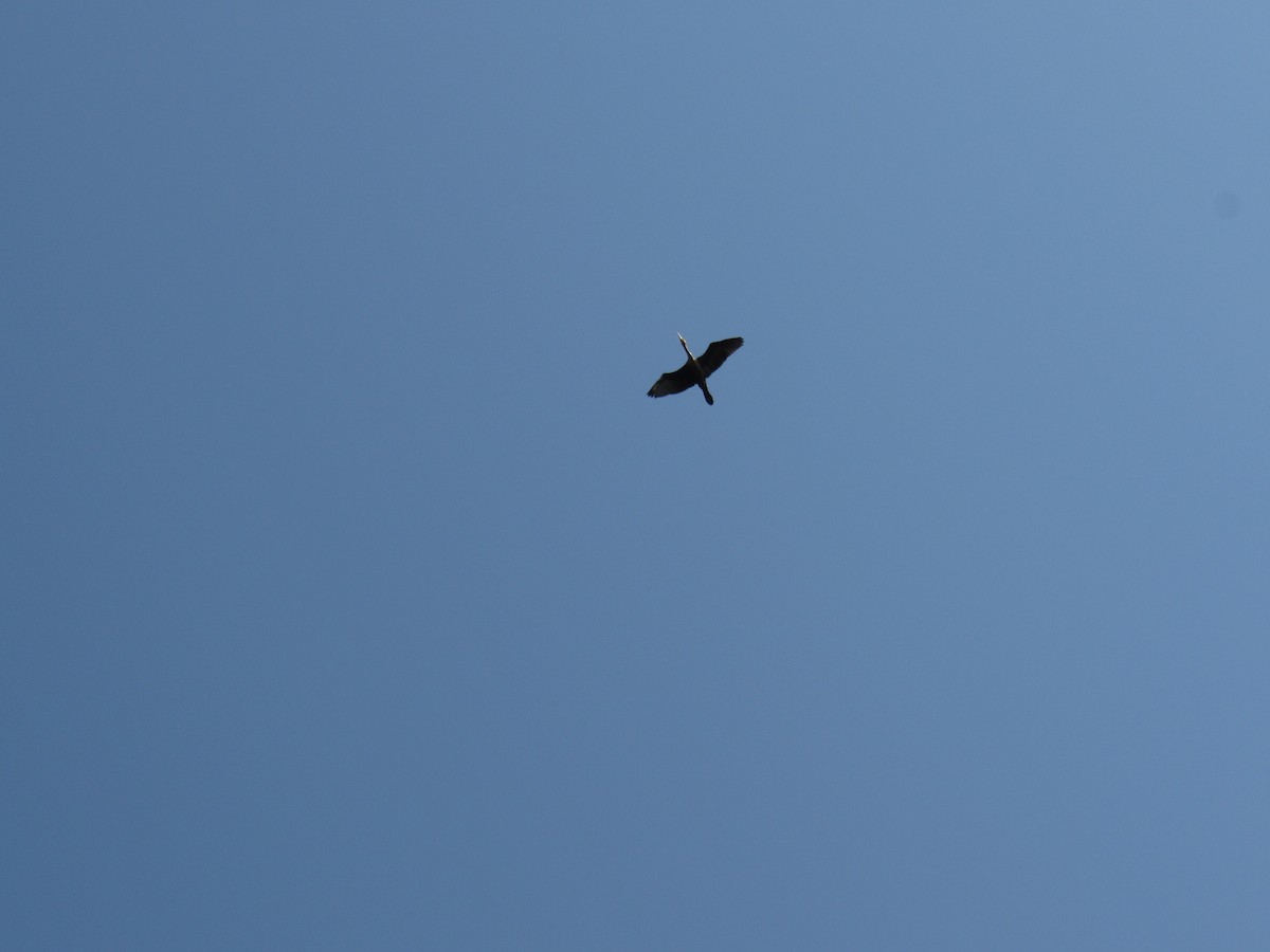 Double-crested Cormorant - ML361406361