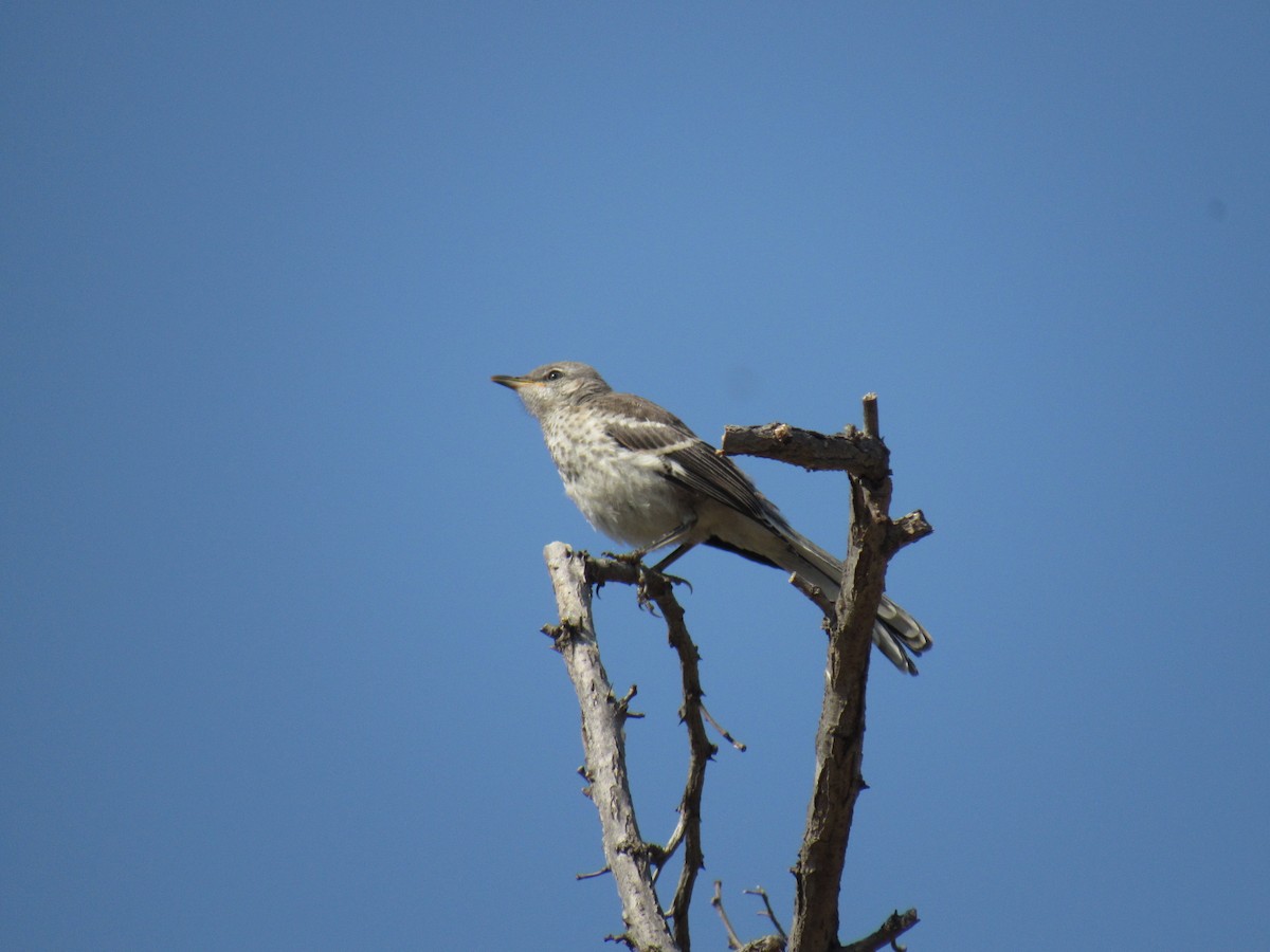 Northern Mockingbird - ML361406411