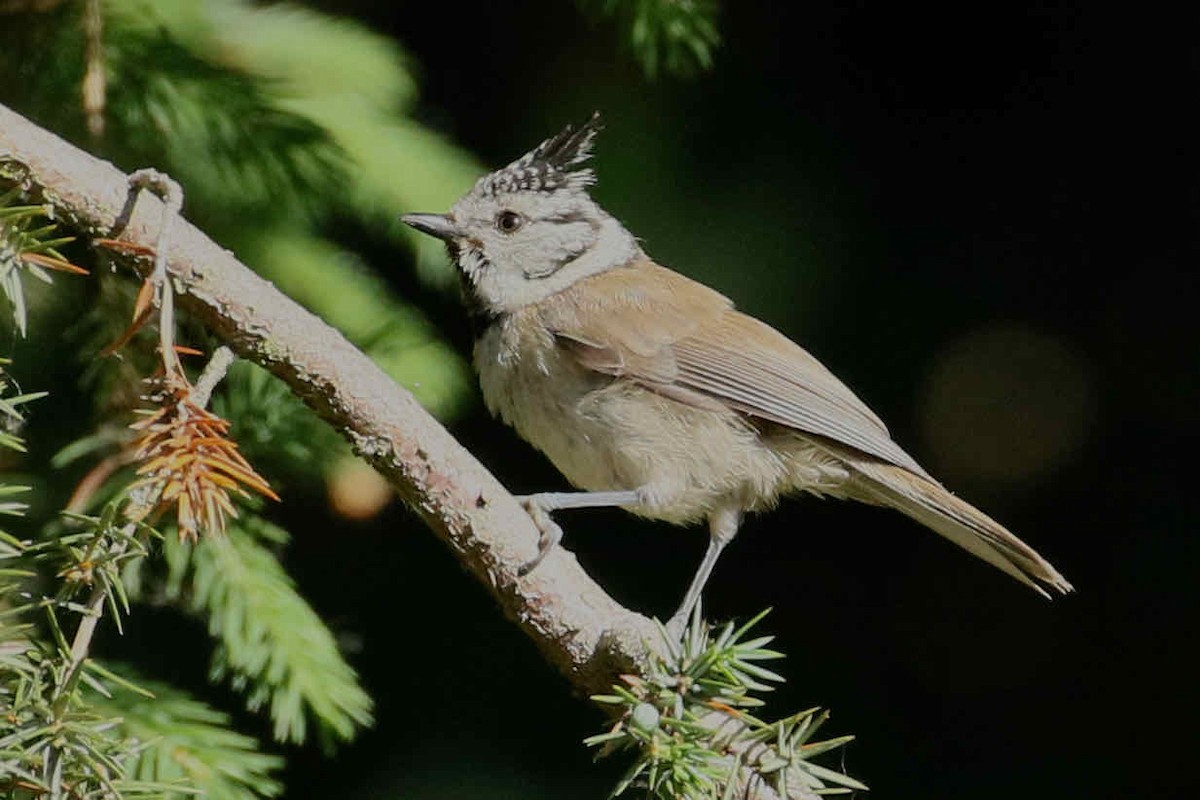 Crested Tit - ML361406461