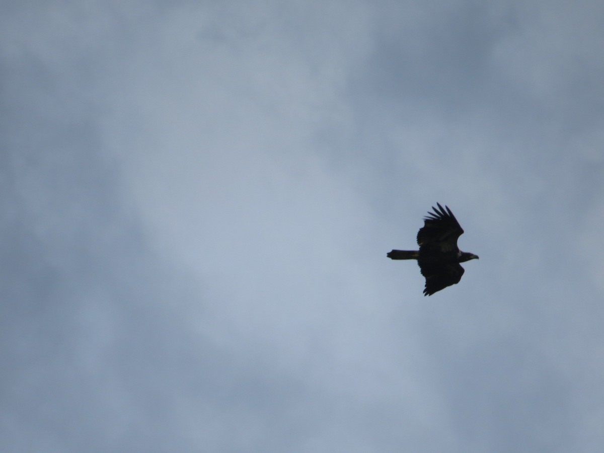 Bald Eagle - ML36140671