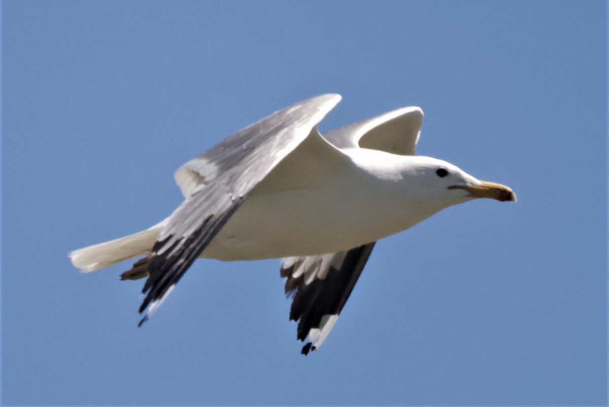 California Gull - ML361406721