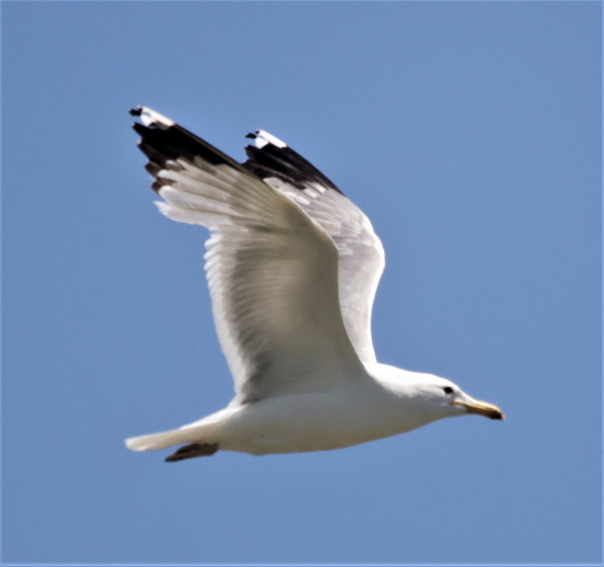 California Gull - ML361406771