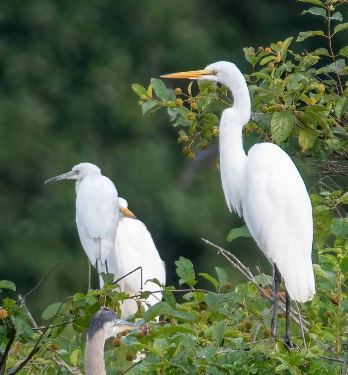 Little Blue Heron - ML361406861