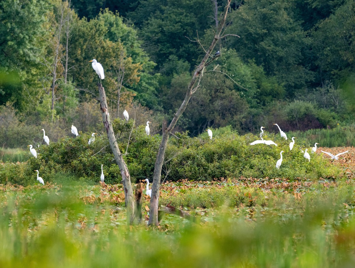 Great Egret - ML361406911