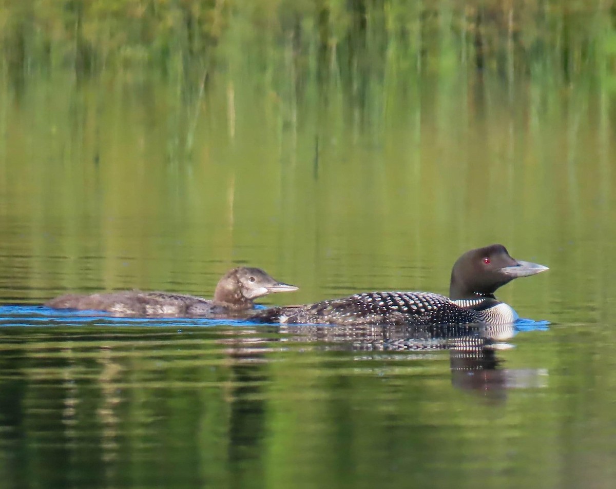 Common Loon - sheila goss