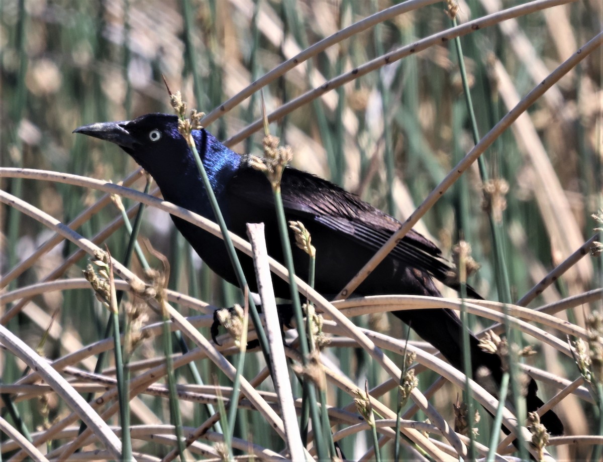 Common Grackle (Bronzed) - ML361407621