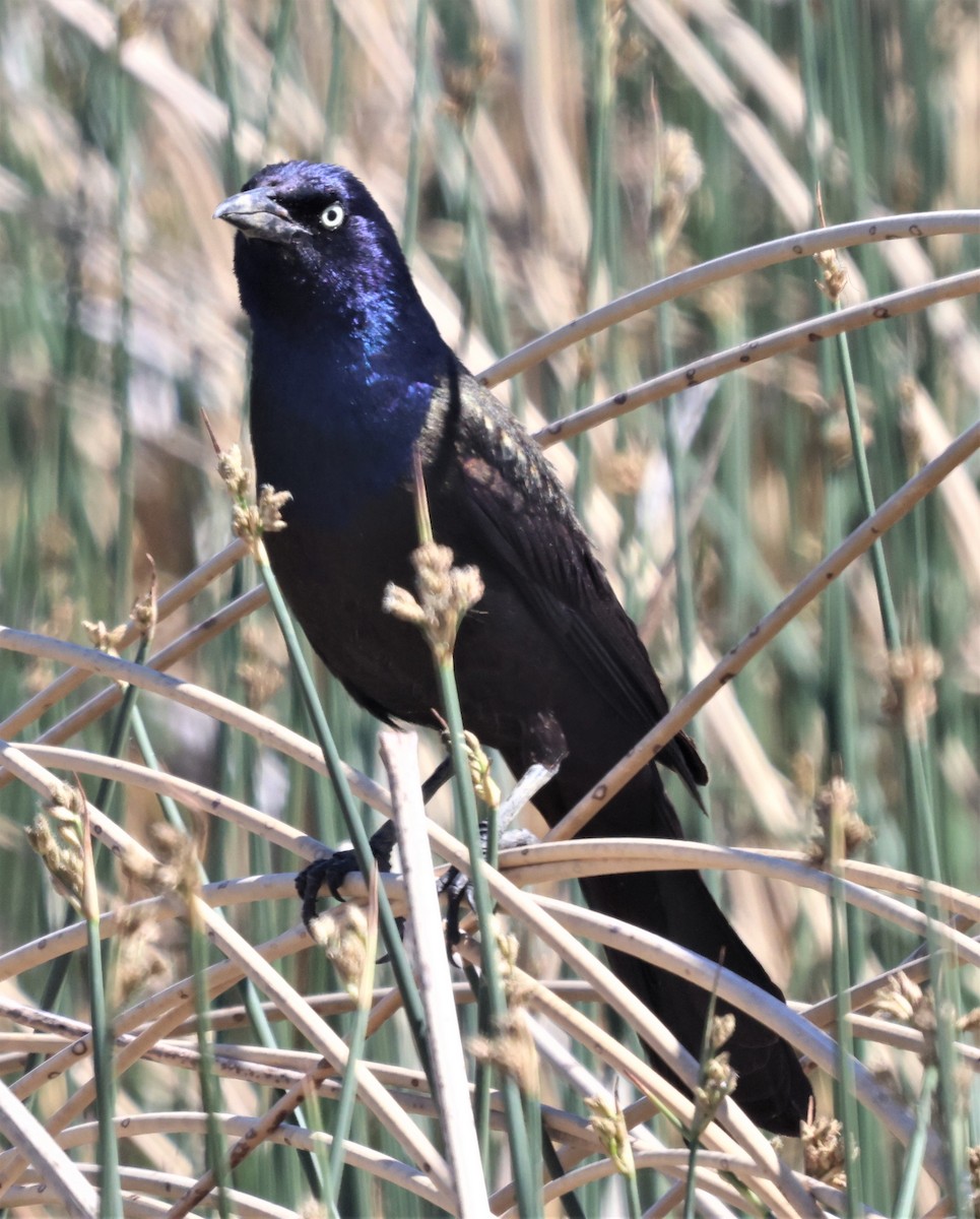 Common Grackle (Bronzed) - ML361407631