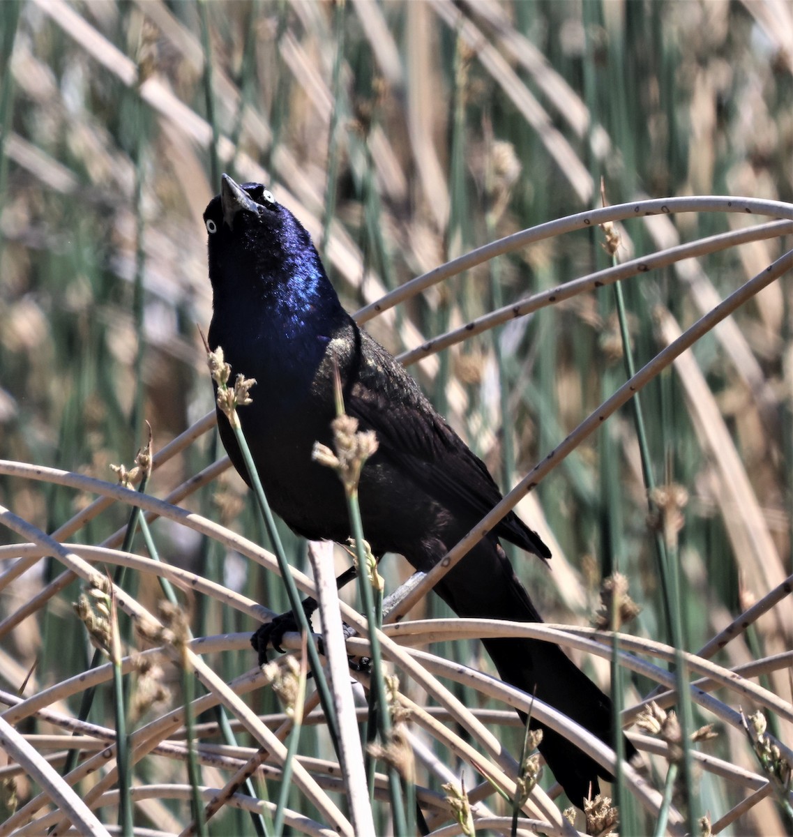 Common Grackle (Bronzed) - ML361407641