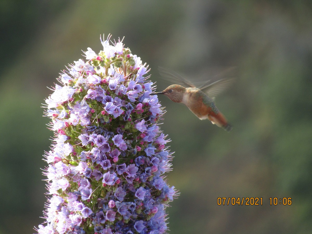 Allen's Hummingbird - ML361408241