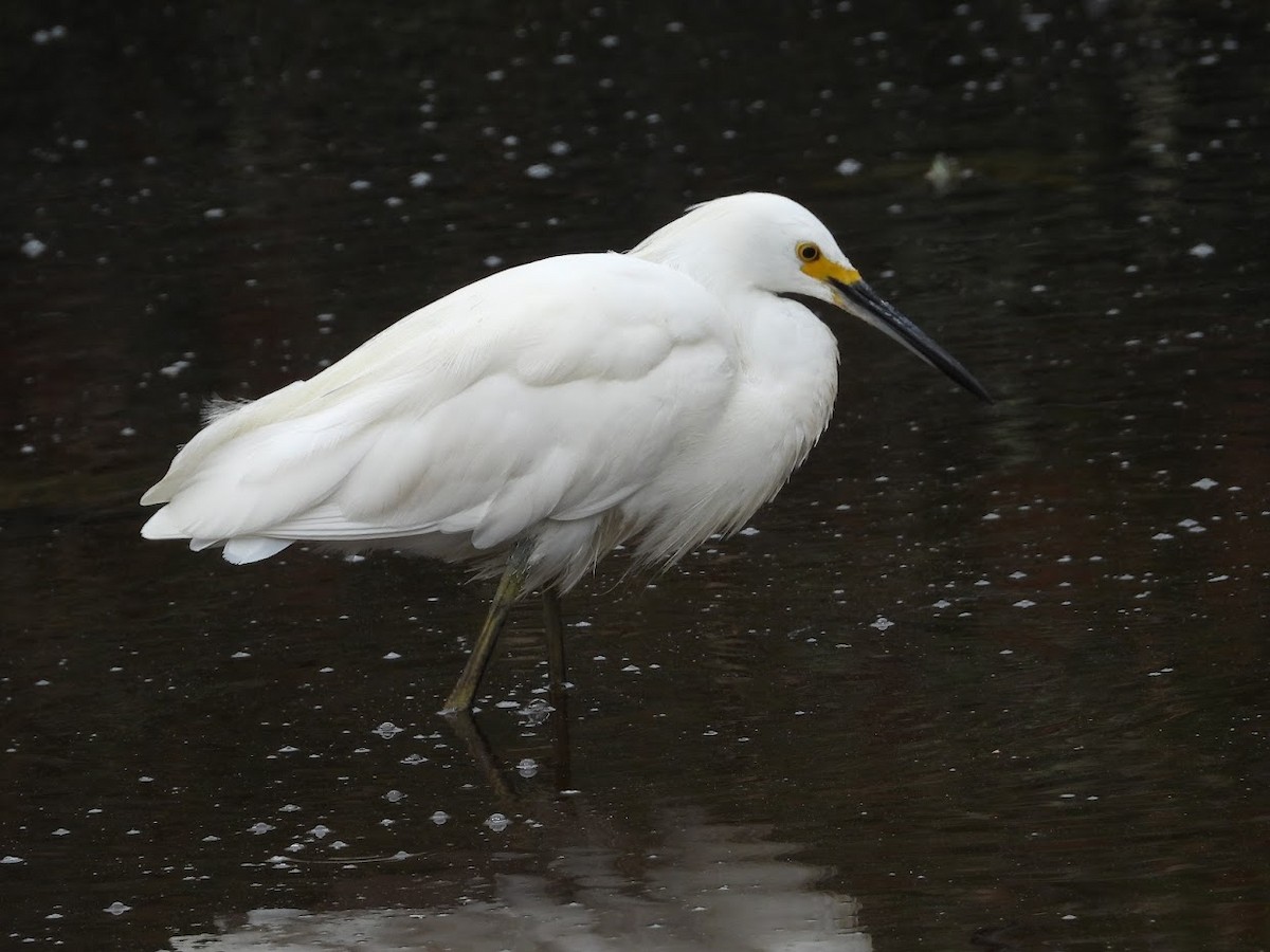 Snowy Egret - ML361410471