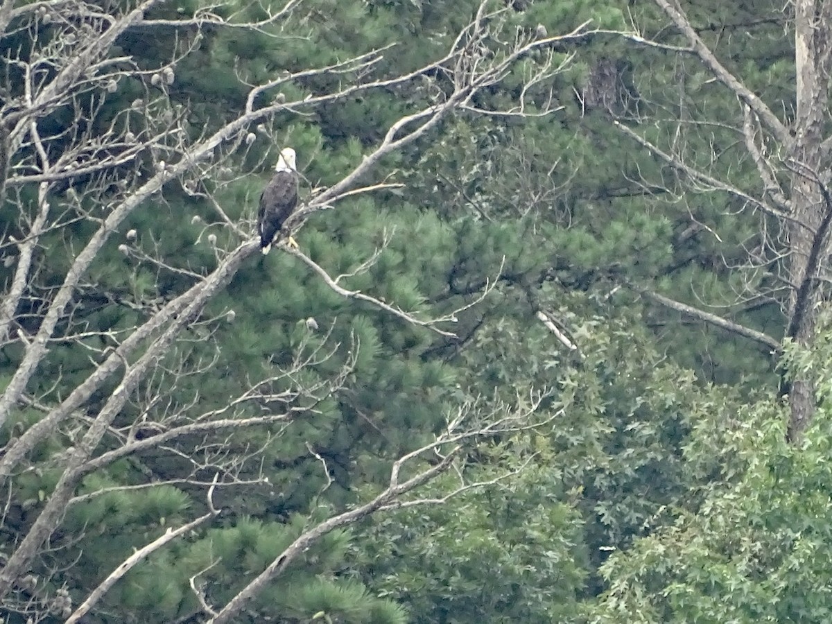 Bald Eagle - ML361411041