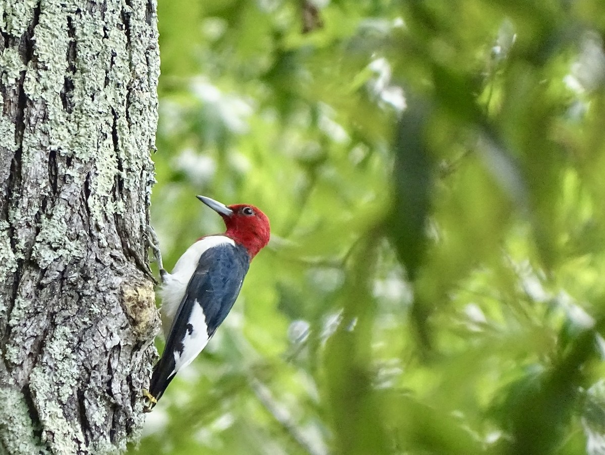 Red-headed Woodpecker - ML361411171