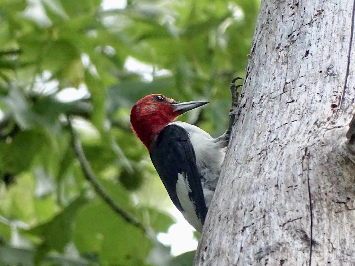 Red-headed Woodpecker - ML361411181