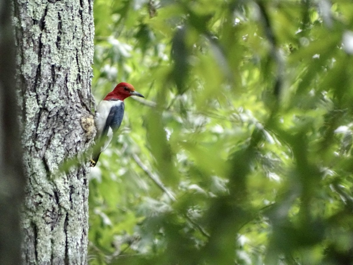 Red-headed Woodpecker - ML361411221