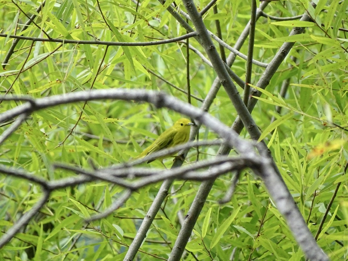 Yellow Warbler - ML361411381