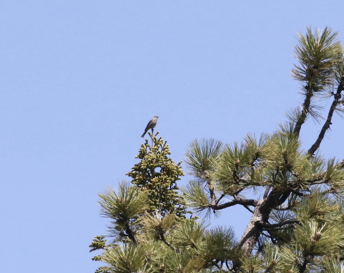 Townsend's Solitaire - ML361411631