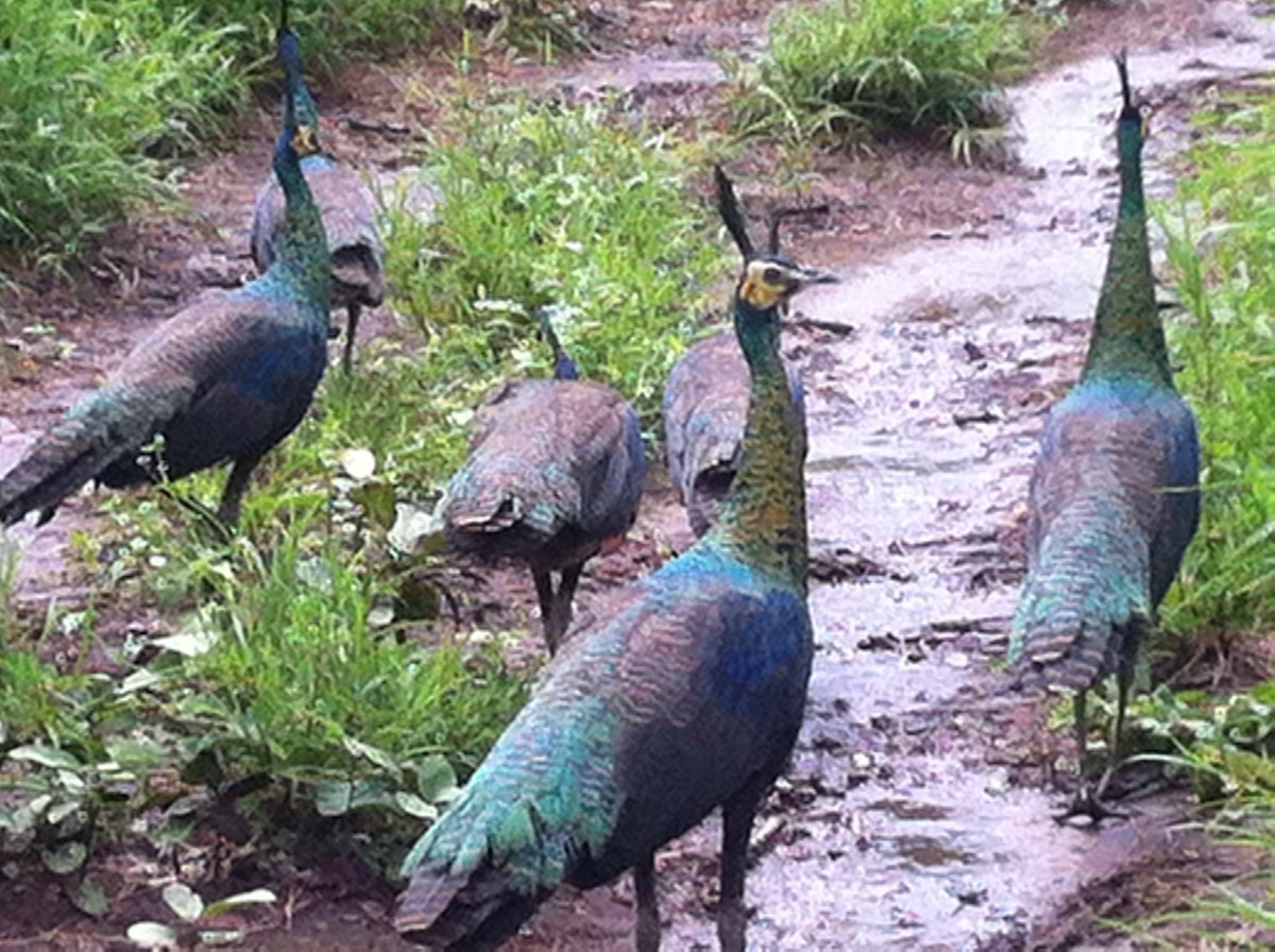 Green Peafowl - Steven Sutton